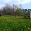 Grazing in the spring time